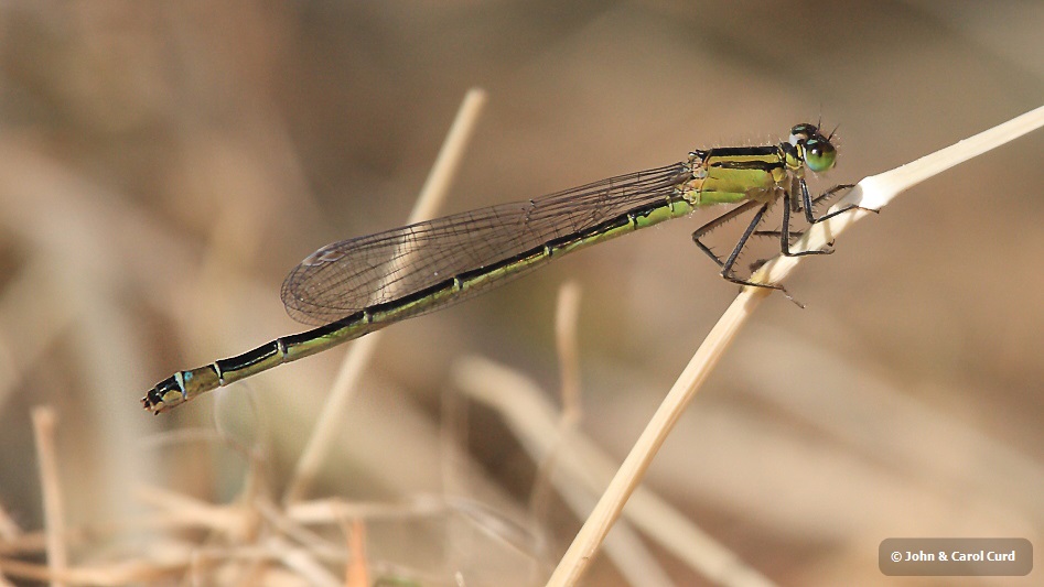 IMG_9642 Ischnura elegans female.JPG